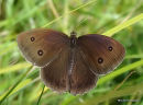 Dryad male, Le Grand Negre des bois