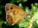 Gatekeeper male