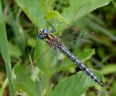 Hairy Dragonfly male