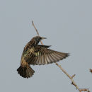 Starling