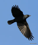 Jackdaw