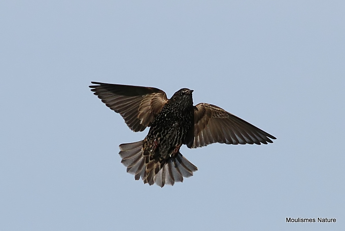 Starling