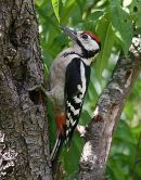 Great Spotted Woodpecker juvenile male