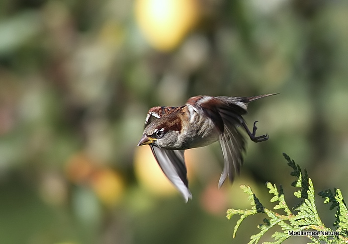 House Sparrow male