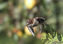 House Sparrow male