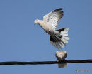 Collared Dove