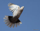 Collared Dove