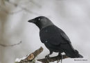 Jackdaw