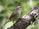 House Sparrow juvenile