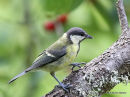 Great Tit juvenile