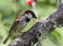 House Sparrow male
