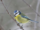 Blue Tit