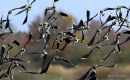Lapwings