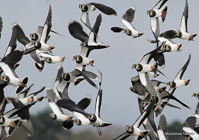 Lapwings