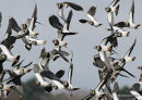 Lapwings