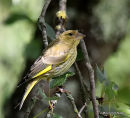 Greenfinch juvenile