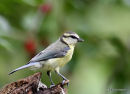 Blue Tit juvenile