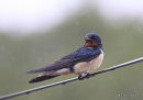 H. rustique adulte male