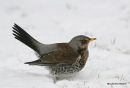 Fieldfare