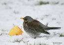 Fieldfare