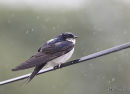H. de fenêtre adult