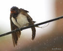H. rustique adulte male