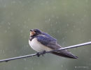 H. rustique juvenile