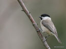 Marsh Tit, Messange nonnette