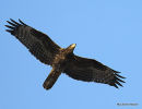 Honey Buzzard, Bondree apivore