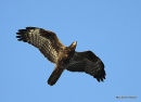 Honey Buzzard, juvenile