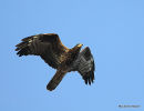 Honey Buzzard, juvenile