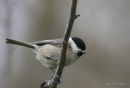 Marsh Tit