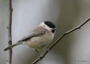 Marsh Tit