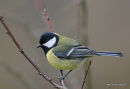 Great Tit