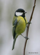 Great Tit