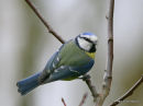 Blue Tit