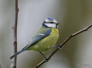 Blue Tit