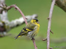 Siskin male
