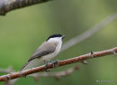 Marsh Tit