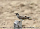 Cuckoo juvenile