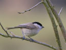 Marsh Tit