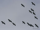 en migration