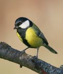 Great Tit, Mesange charboniere