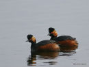 Black-necked Grebe, Grebe a cou noir