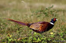Pheasant male