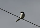 Great Grey Shrike