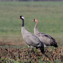adulte + juvenile