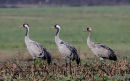 2 adultes + juvenile