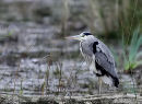 Grey Heron adult