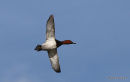 Pochard male
